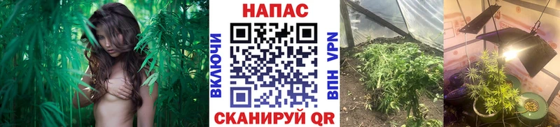Купить  Балтийск  МАРИХУАНА тримм 